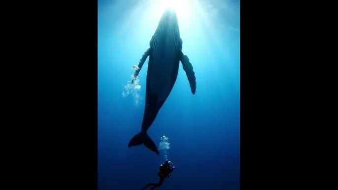 超脱迅雷下载 - 深蓝星球：探索海洋深处的未知世界